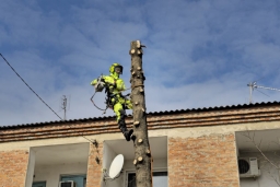 Старое дерево — угроза или природное украшение?